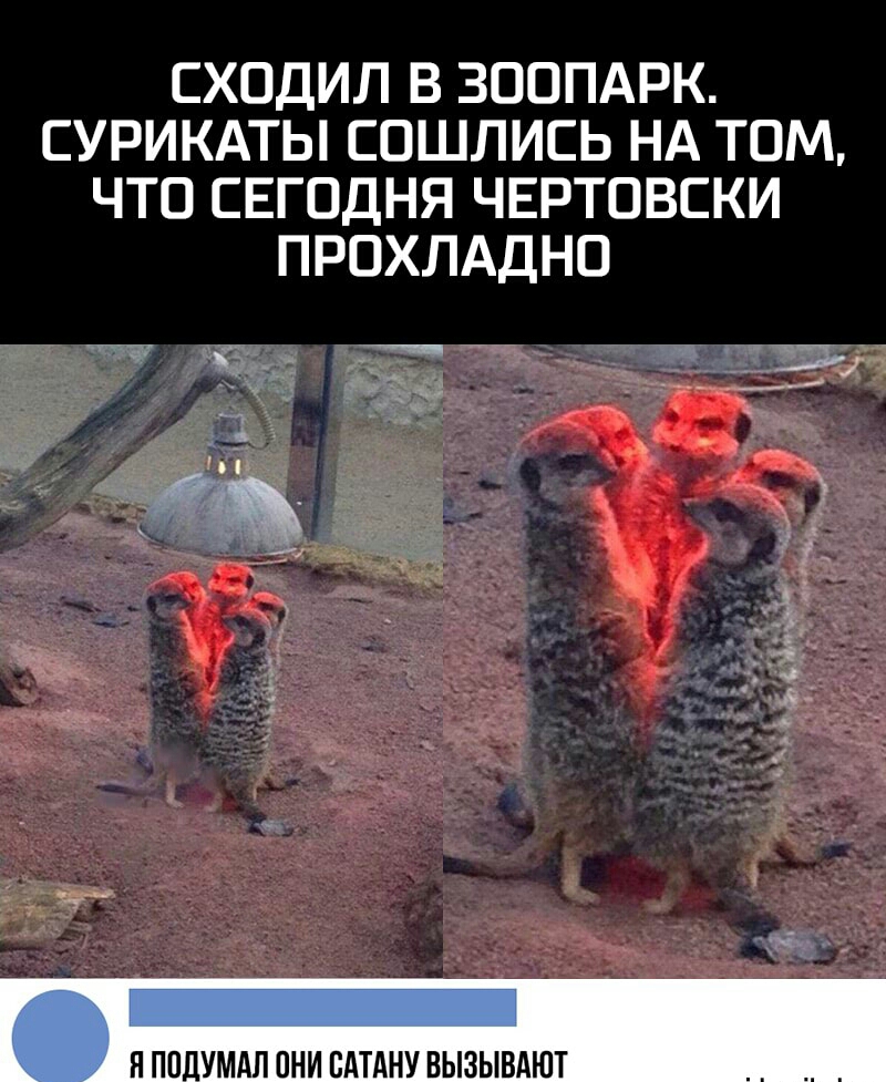 СХОДИЛ В ЗООПАРК СУРИКАТЫ СОШЛИСЬ НА ТОМ ЧТО СЕГОДНЯ ЧЕРТОВСКИ ПРОХЛАДНО _Т _ _ _ И ПО _УМАЛ ОНИ БАТАНУ ВЫЗЫВАЮТ