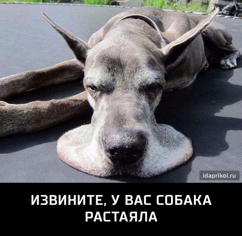 ИЗВИНИТЕ У ВАС СОБАКА РАСТАЯЛА