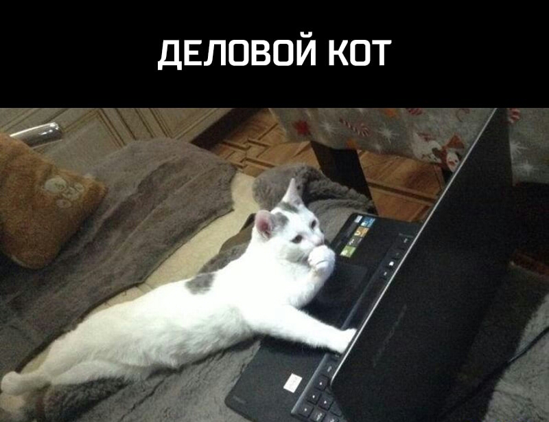 ДЕЛОВОЙ кот