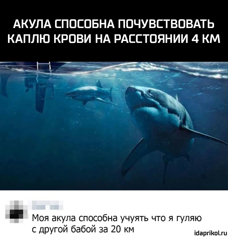 АКУЛА СППСПБНА ПОЧУВСТВПВАТЬ КАПЛЮ КРОВИ НА РАССТОЯНИИ 4 КМ _ Моя акула способна учуять что я гуляю с ДРУГОЙ бабой за 20 км ісаргіпгц
