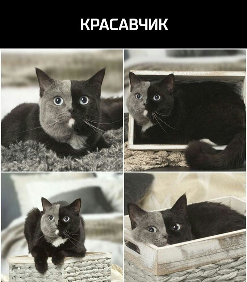 КРАСАВЧИК
