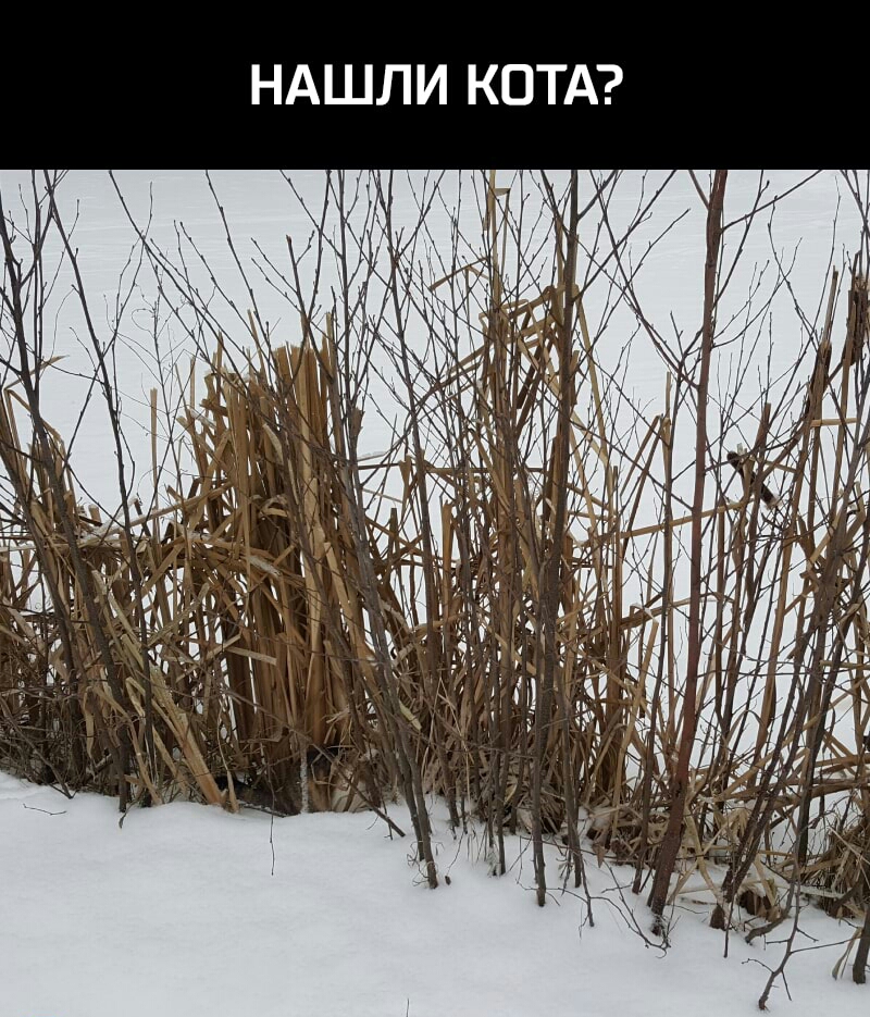 НАШЛИ КОТА