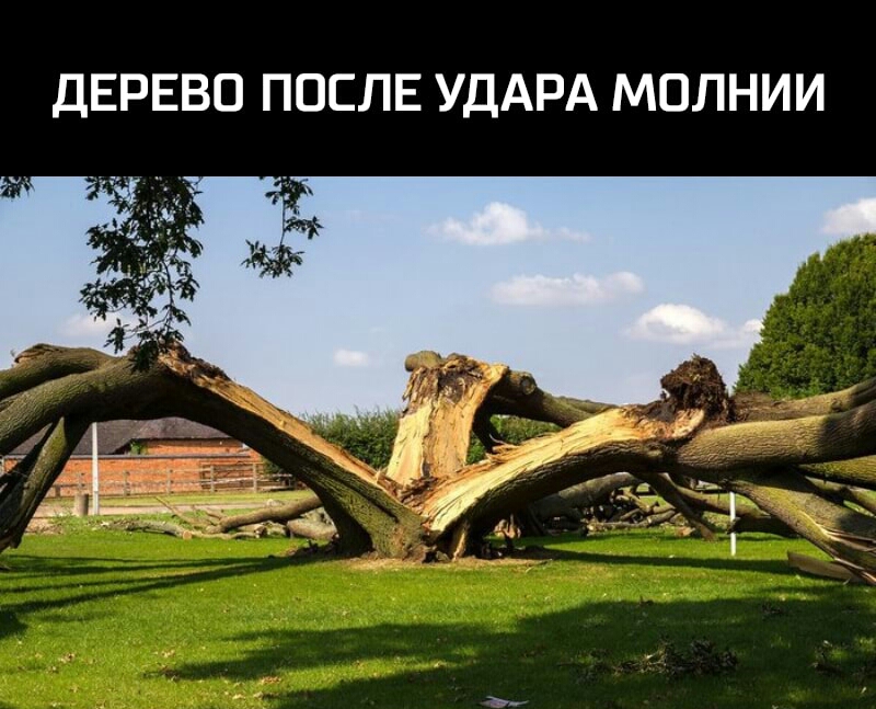 ДЕРЕВО ПОСЛЕ УДАРА МОЛНИИ