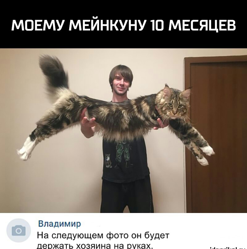 МОЕМУ МЕЙНКУНУ 10 МЕСЯЦЕВ Владимир На следующем фото он будет деожать хозяина на руках