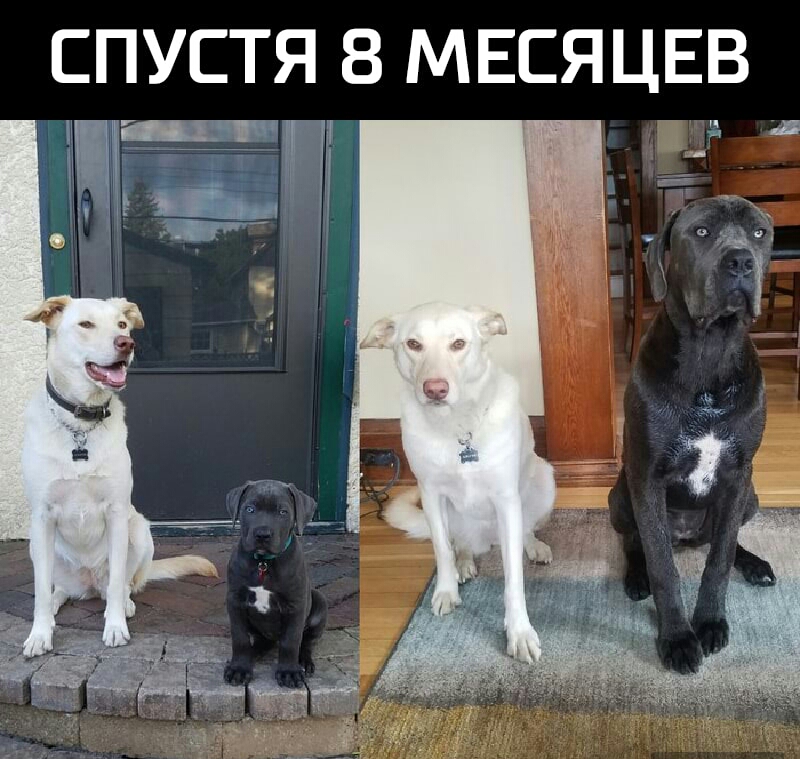 СПУСТЯ 8 МЕСЯЦЕВ