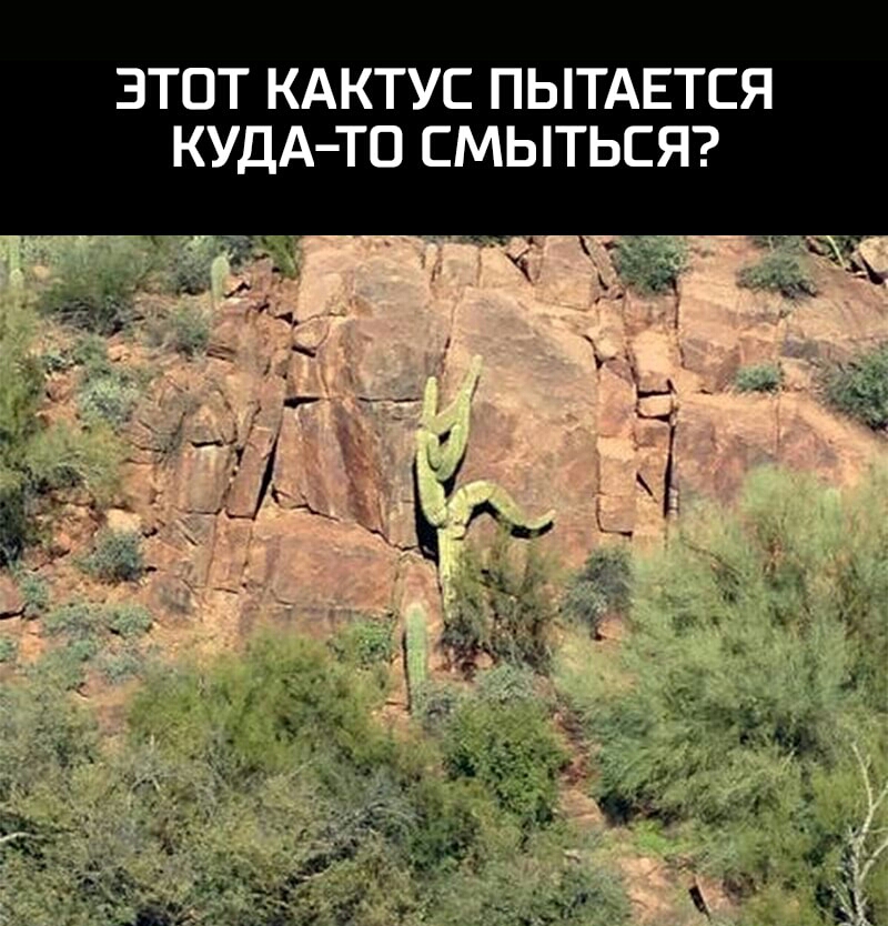 ЗТОТ КАКТУС ПЫТАЕТСЯ КУДА ТО СМЫТЬСЯ