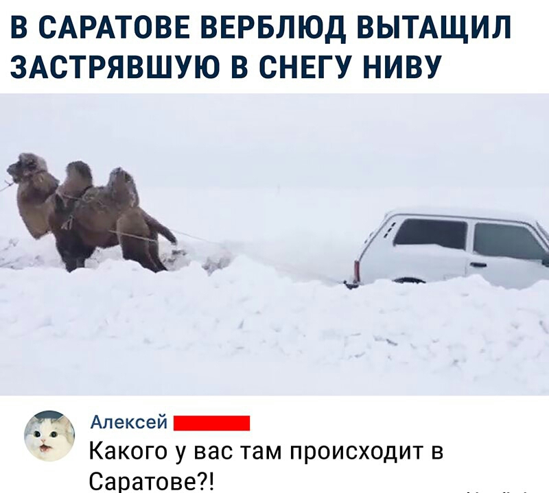 В САРАТОВЕ ВЕРБЛЮД ВЫТАЩИЛ ЗАСТРЯВШУЮ В СНЕГУ НИВУ Алексей у Какого у вас там происходит в Саратове