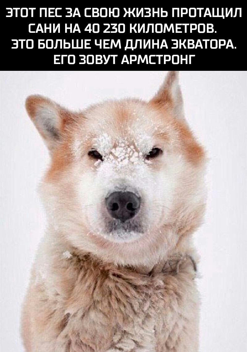 ЭТОТ ПЕС ЗА СВОЮ ЖИЗНЬ ПРОТАЩИЛ САНИ НА 40 230 КИЛОМЕТРОВ ЭТО БОЛЬШЕ ЧЕМ ДЛИНА ЗКВАТОРА ЕГО ЗОВУТ АРМЕТРОНГ