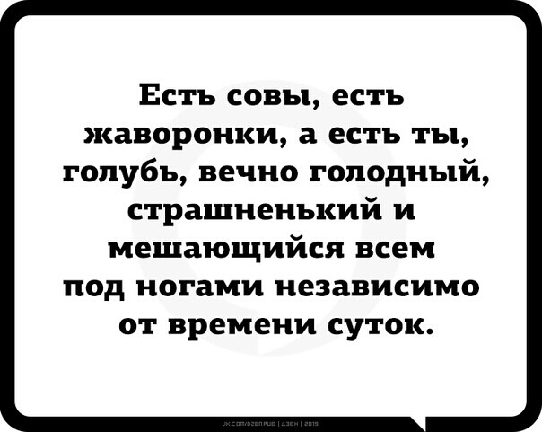 Есть совы есть жаворонки а есть ты голубь вечно голодный страшненький и мешающийся ВСЕМ ПОД ногами независимо от времени СУТОК