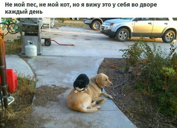 не мой пес не мой кот но я вижу это у себя во дворе каждый день
