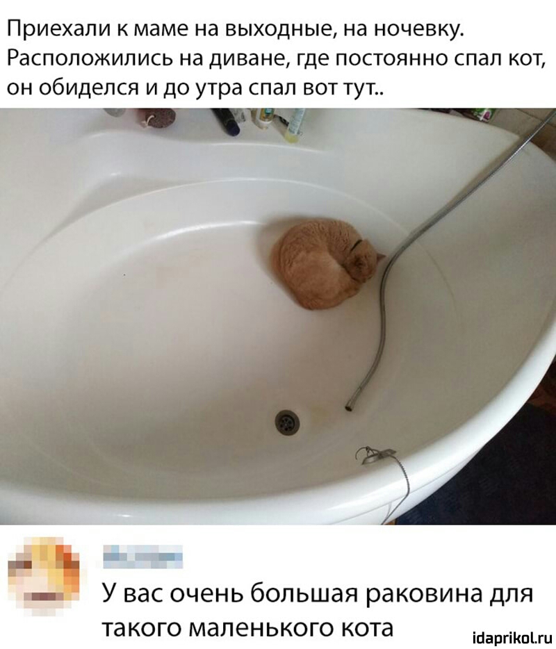 Приехали К маме Нд ВЫХОДНЫЕ Нд НОЧЭВКУ расположились на ДИВЗНЕ где ПОСТОЯННО СПЭЛ КОТ ОН ОбИДЕЛСЯ И ДО утра СПдЛ ВОТ ТУТ _ У ВЭС очень большая раковина ДЛЯ ТЭКОГО МдЛЕНЬКОГО кота іпаргікшш