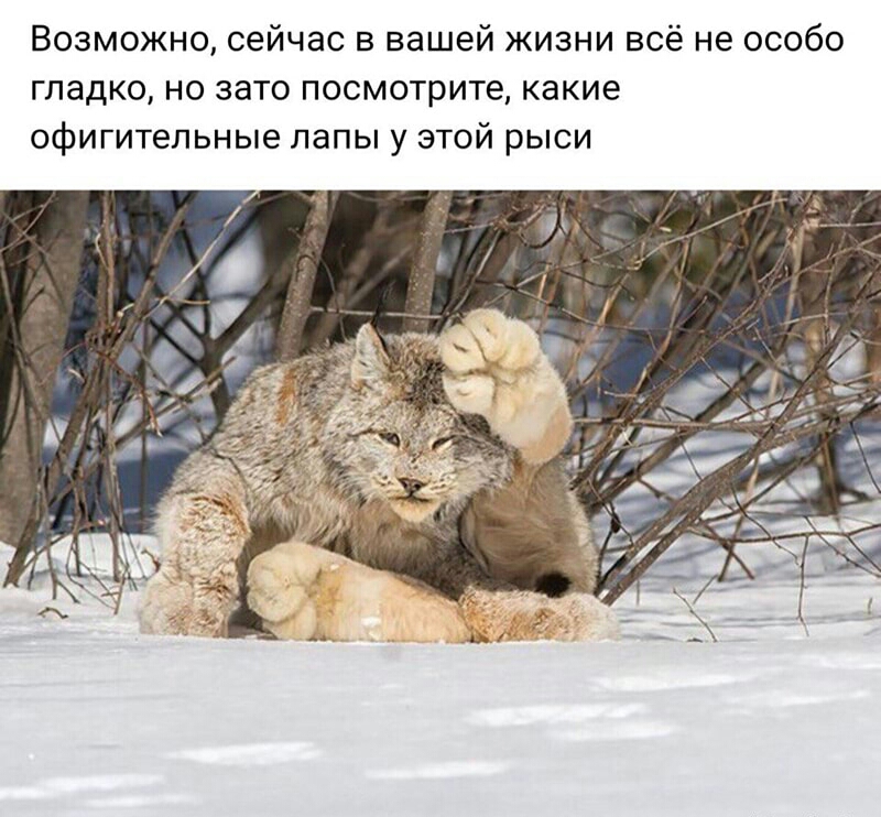 Возможно сейчас в вашей жизни всё не особо гладко но зато посмотрите какие офигительные лапы у этой рыси
