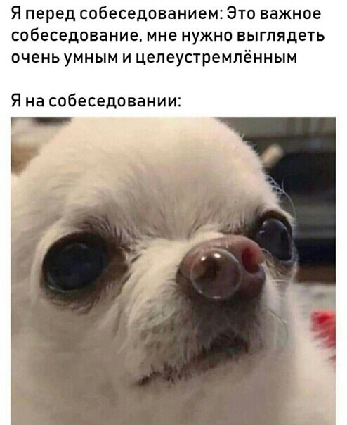 Я перед собеседованием Это важное собеседование мне нужно выглядеть очень умным и цепеустремпённым Я на собеседовании