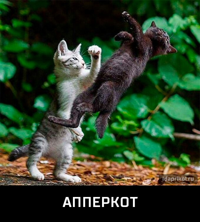 АППЕРКОТ