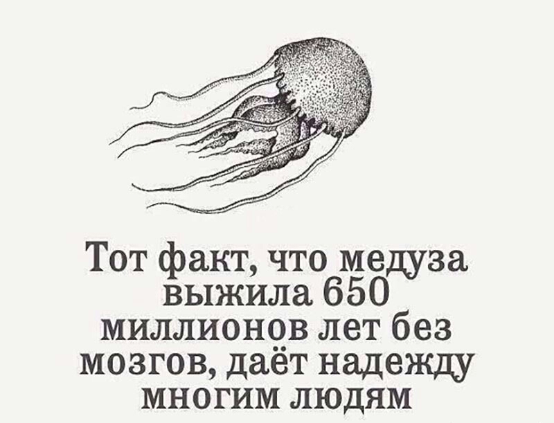 Тот факт что медуза выжила 650 миллионов лет без мозгов даёт надежду многим людям