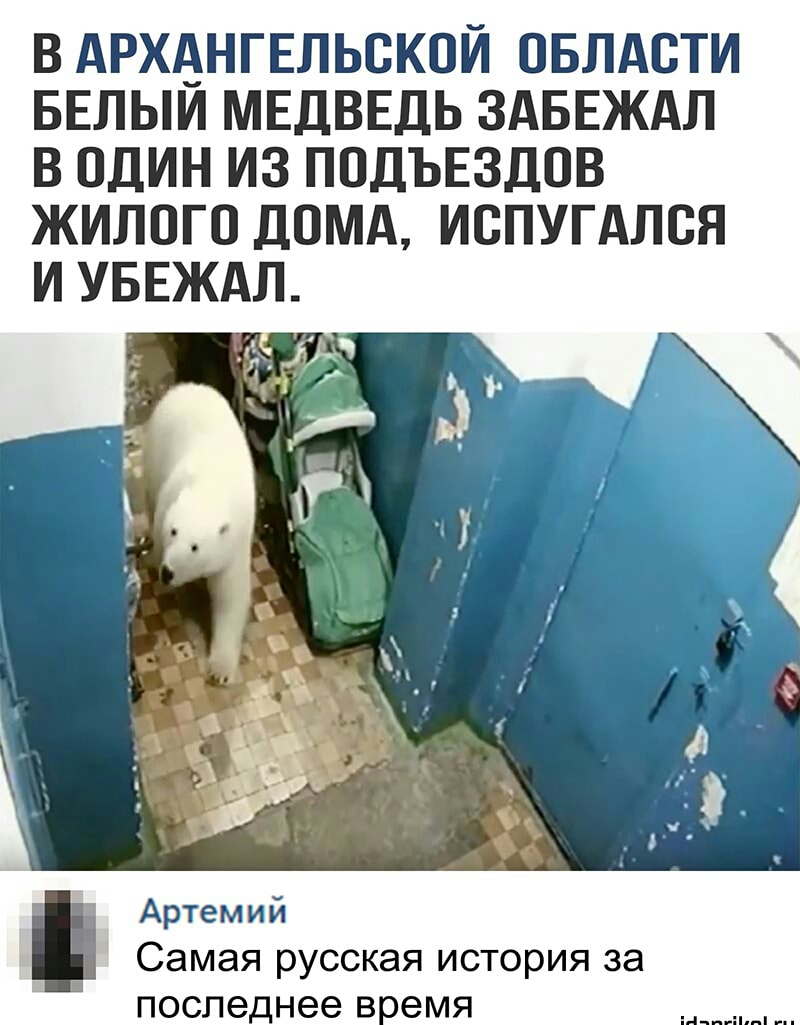 В АРХАНГЕЛЬСКОЙ ОБЛАСТИ БЕЛЫИ МЕДВЕДЬ ЗАБЕЖАЛ В ОДИН ИЗ ПОДЪЕЗДОВ ЖИЛОГО ДОМА ИОПУГАЛОН Артемий Самая русская история за последнее ВоеМЯ