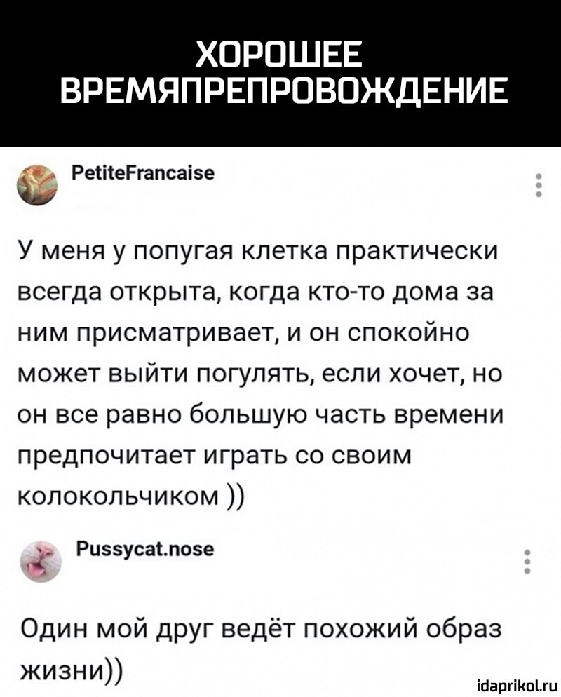 ХОРОШЕЕ ВРЕМЯПРЕПРОВОЖДЕНИЕ РеіііеРгапсаізе У меня у попугая клетка практически всегда открыта когда кто то дома за ним присматривает и он спокойно может выйти погулять если хочет но он все равно большую часть времени предпочитает играть со своим колокольчиком Рцзз сепозе Один мой друг ведёт похожий образ жизни ісаргіпгц