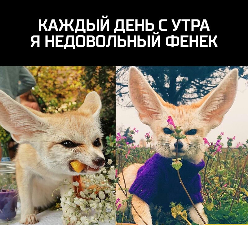 КАЖДЫЙ ДЕНЬ_С УТРА Я НЕДОВОЛЬНЫИ ФЕНЕК