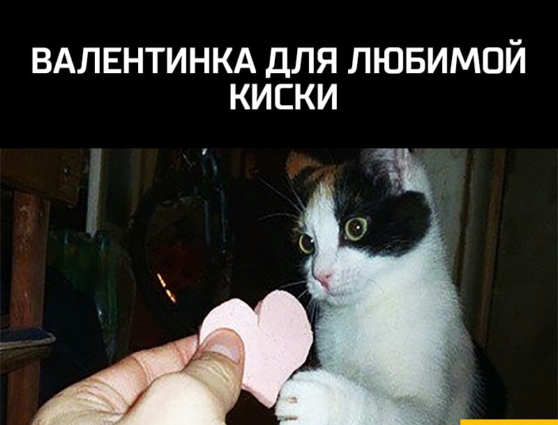 ВАЛЕНТИНКА ДЛЯ ЛЮБИМОЙ КИСКИ