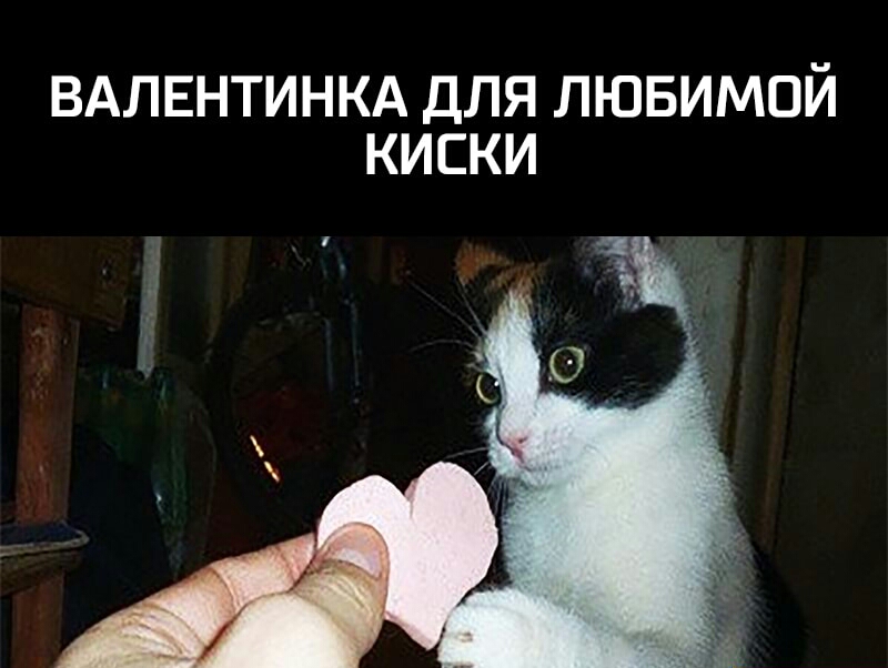 ВАЛЕНТИНКА ДЛЯ ЛЮБИМОЙ КИСКИ
