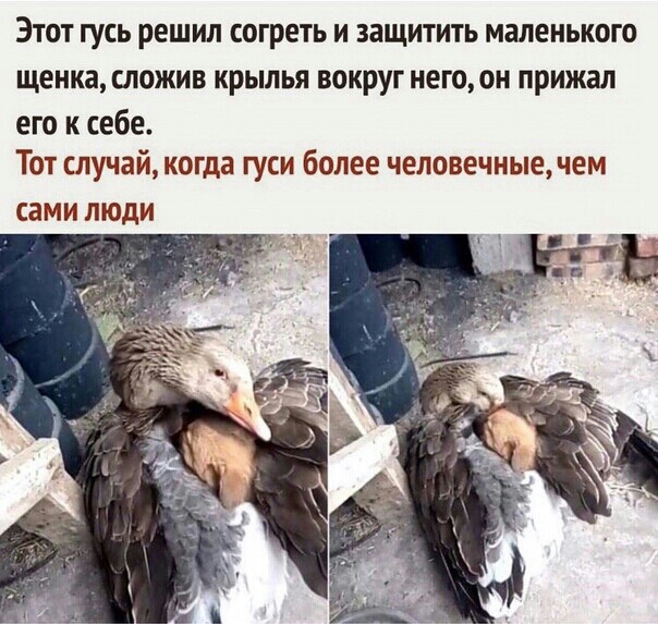 ЭТОТ ГУСЬ решил СОГРЕТЬ И ЗЗЩИТИТЬ маленького щенка ШОЖИВ КРЫЛЬЯ ВОКРУГ НЕГ00Н прижал его к себе Тот случай когда гуси более человечные чем сами ЛЮДИ