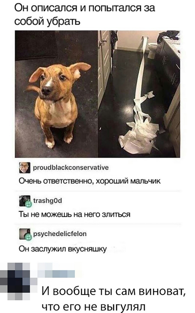 Он описапся и попьггался за собой убрать ргоисіЫасКсопзепапуе Очень ответственно хороший мальчик вігазщоа ТЫ не МОЖЕШЬ на него ЗЛИТЬСЯ рзуспеаеіісіеіоп Он заслужил вкусняшку И вообще ты сам виноват что его не выгуляп