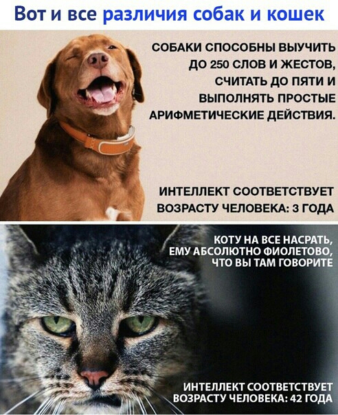 Вот и все различия собак и кошек СОБАКИ СПОСОБНЫ ВЫУЧИТЬ ДО 250 СЛОВ И ЖЕСТОВ СЧИТАТЬ до ПЯТИ И ВЫПОЛНЯТЬ ПРОСТЫЕ АРИФМЕТИЧЕСКИЕ дЕЙСТВИЯ ИНТЕЛЛ ЕКТ СООТВЕТСТВУЕГ ВОЗРАСТУ ЧЕЛОВЕКА 3 ГОДА КОТУ НА ЕСЕ НАСРАТЪ ЕМУ АБСОЛЮТНО ФиопЕТОЩ ЧТО Вы ТАМ ГОВОРИТЕ ИНТЕЛЛЕКТ СООТВЕТСТВУЕТ ЕОЗРАСТУ ЧЕЛОВЕКА 42 ГОДА