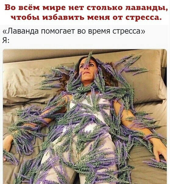 Во всём мире нет столько лаванды чтобы избавить меня от стресса Лаванда помогает ВО ВРЕМЯ стресса