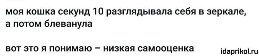 МОЯ кошка секунд 10 разглядывала себя В зеркале а ПОТОМ блеванула вот это я понимаю низкая самооценка Шшшш