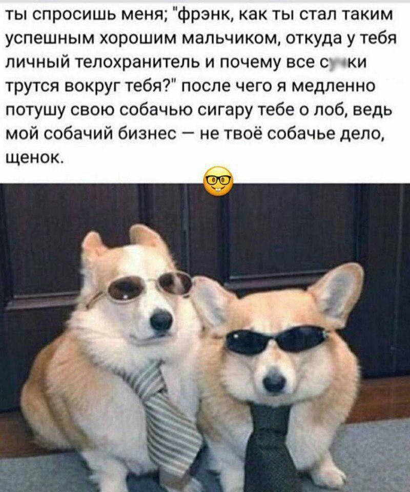ты спросишь меня франк как ты стал таким успешным хорошим мальчиком откуда у тебя личный телохранитель и почему все ки трутся вокруг тебя после чего я медленно потушу свою собачью сигару тебе о лоб ведь мой собачий бизнес не твоё собачье дело щенок