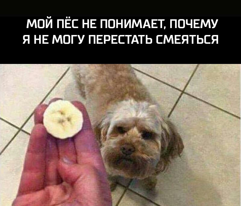 МОЙ ПЁС НЕ ППНИМАЕТ ПОЧЕМУ Я НЕ МОГУ ПЕРЕСТАТЬ ЕМЕЯТЬЕЯ