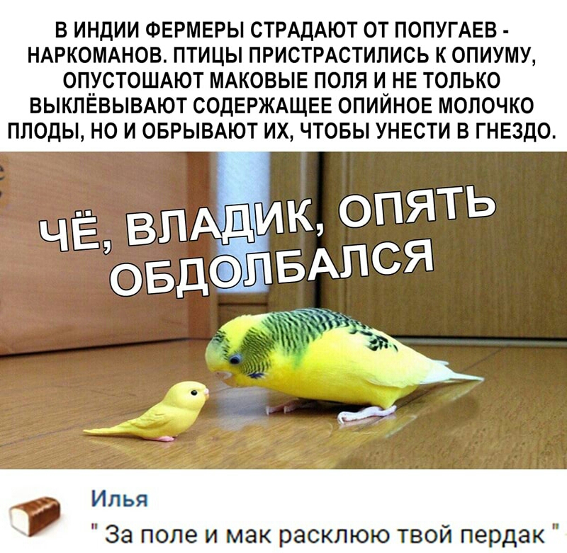 В ИНДИИ ФЕРМЕРЫ СТРАДАЮТ ОТ ПОПУГАЕВ НАРКОМАНОВ ПТИЦЫ ПРИСТРАСТИЛИСЬ К ОПИУМУ ОПНУСТОШАЮТ МАКОВЫЕ ПОЛЯ И НЕ ТОЛЬКО ВЫКПЕВЫВАЮТ СОДЕРЖАЩЕЕ ОПИЙНОЕ МОЛОЧКО ПЛОДЫ НО И ОБРЫВАЮТ ИХ ЧТОБЫ УНЕСТИ В ГНЕЗДО _ Илья За поле и мак расклюю твой пердак