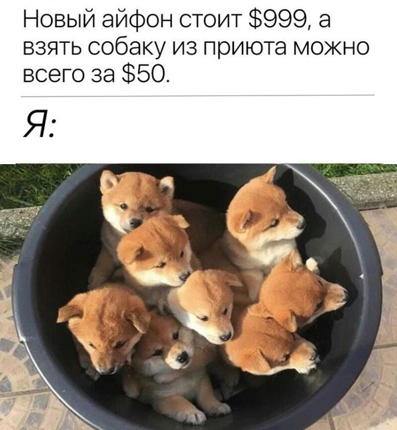 Новый айфон стоит 999 а взять собаку из приюта можно всего за 50