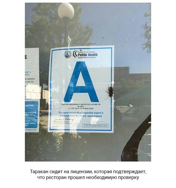 п Таракан сидит на лицензии которая подтверждает чю ресторан прошел необходимую праверку