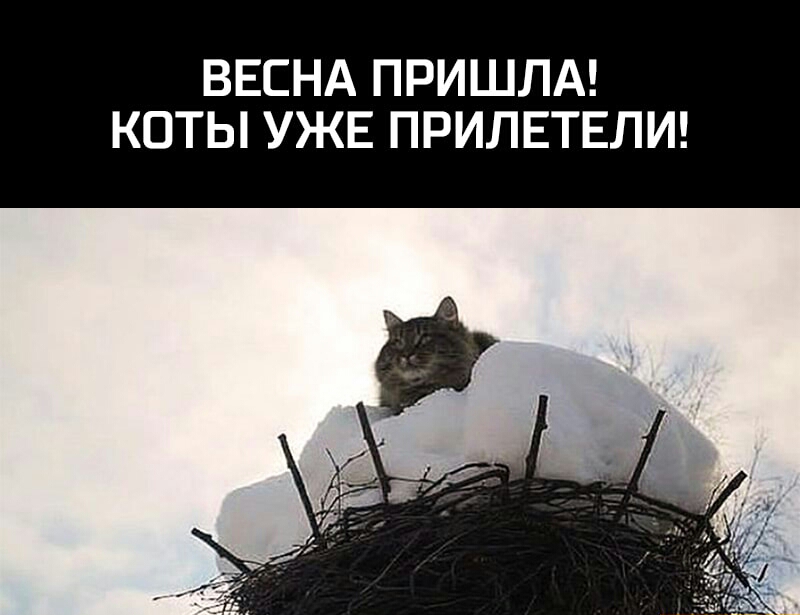 ВЕСНА ПРИШЛА КОТЫ УЖЕ ПРИЛЕТЕЛИ
