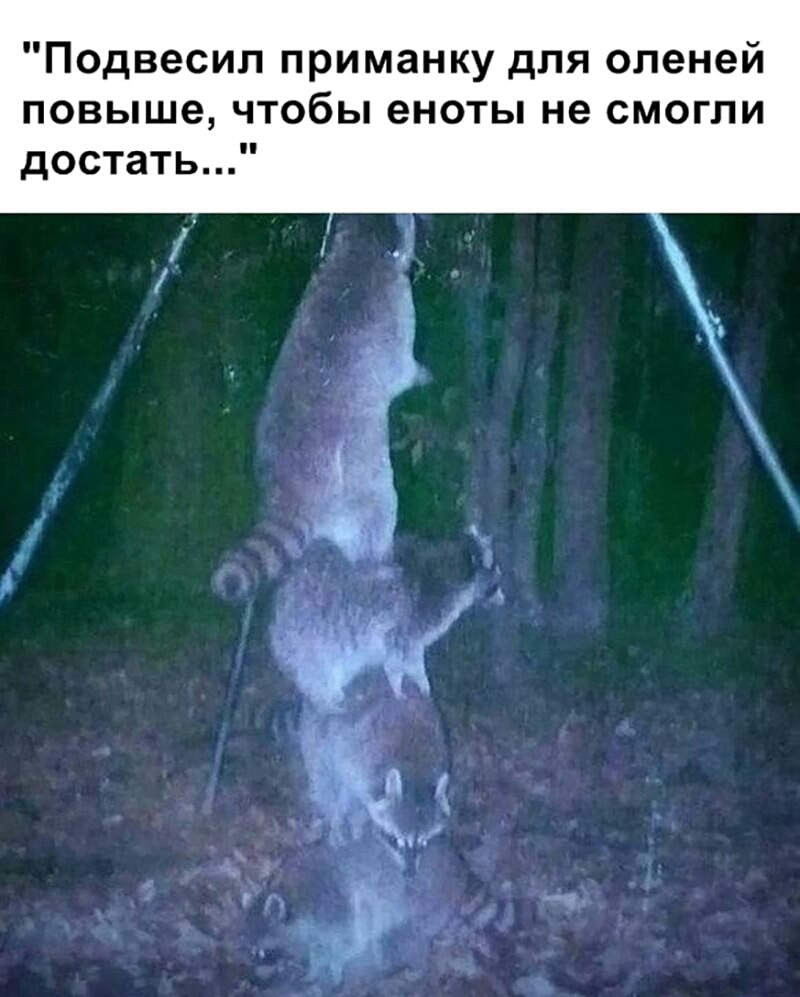 Подвесил приманку для оленей повыше чтобы еноты не смогли достать