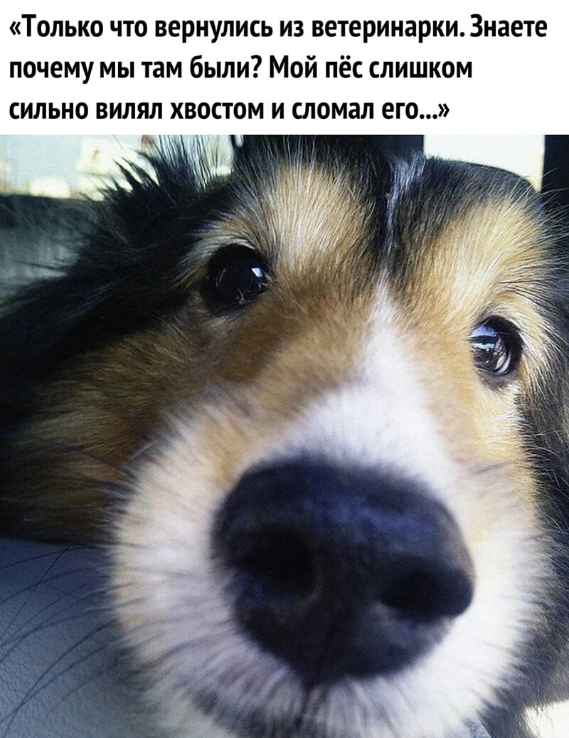 Только что вернулись из ветеринарки Знаете почему мы там были Мой пёс слишком сильно вилял хвостом и сломал его
