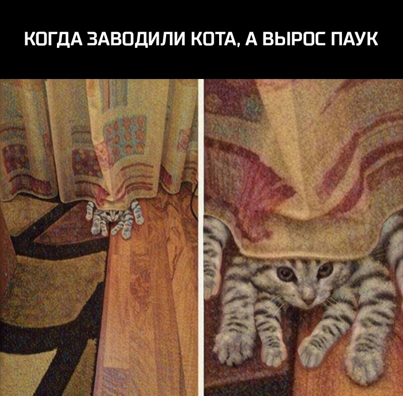 КОГДА ЗАВОДИЛИ КОТА А ВЫРОС ПАУК