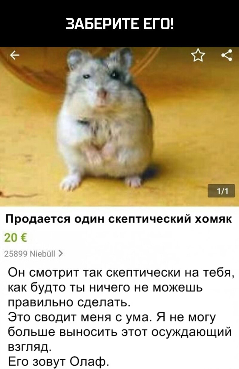 ЗАБЕРИТЕ ЕГО 11 Продается ОДИН СКЭПТИЧЕСКИЙ ХОМЯК 20 Лм Он смотрит так скептически на тебя как будто ты ничего не можешь правильно сделать Это сводит меня с ума Я не могу больше выносить этот осуждающий взгляд Его зовут Олаф