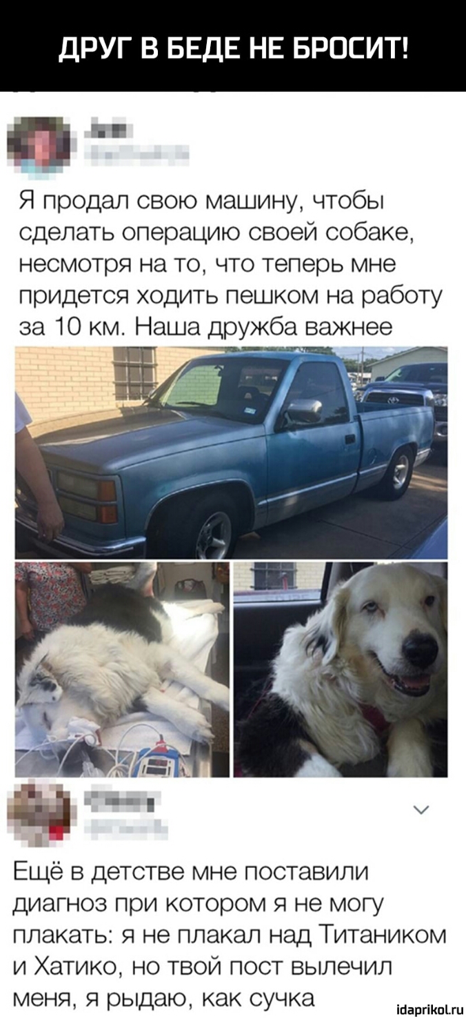 ДРУГ В БЕДЕ НЕ БРОСИТ Я продал свою машину чтобы сделать операцию своей собаке несмотря на то что теперь мне придется ходить пешком на работу за 10 км Наша дружба важнее Ещё в детстве мне поставили диагноз при котором я не могу плакать я не плакал над Титаником и Хатико но твой пост вылечил меня я рыдаю как сучка іЦаргіКпЪги