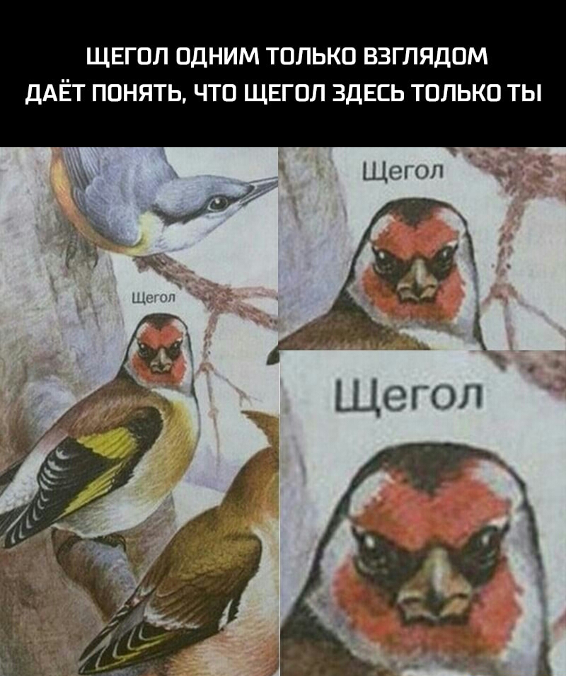 ЩЕГОЛ ОДНИМ ТОЛЬКО ВЗГЛЯДОМ ДАЁТ ПОНЯТЬ ЧТО ЩЕГОЛ ЗДЕСЬ ТОЛЬКО ТЫ