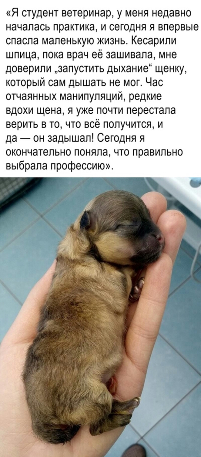 Я студент ветеринар у меня недавно началась практика и сегодня я впервые спасла маленькую жизнь Кесарили шпица пока врач её зашивала мне доверили запустить дыхание щенку который сам дышать не мог Час отчаянных манипуляций редкие вдохи щена я уже почти перестала верить в то что всё получится и да он задышал Сегодня я окончательно поняла что правильно выбрала профессию