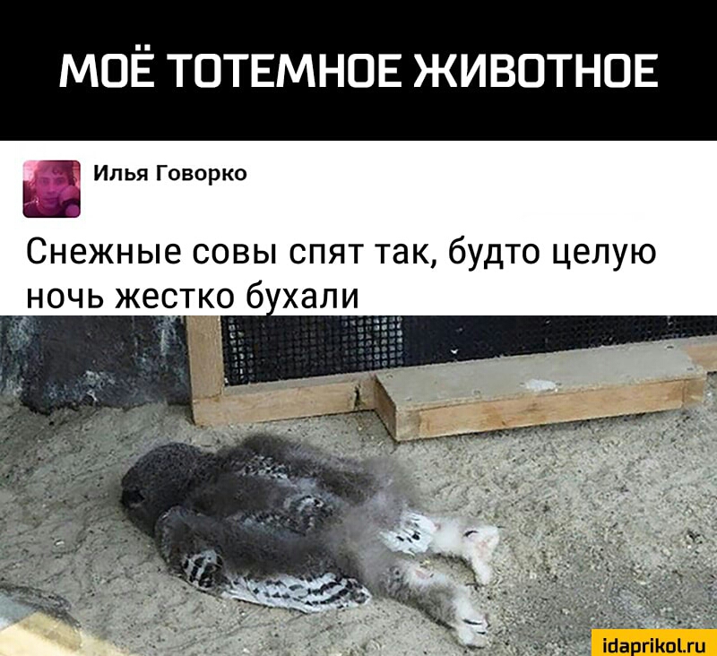 МОЁ ТОТЕМНОЕ ЖИВОТНОЕ Илья Говорко Снежные совы спят так будто целую ночь жес о б хали