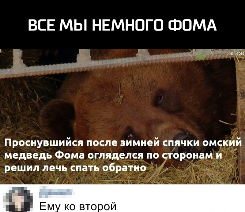 ВСЕ МЫ НЕМНОГО ФОМА зд _ и гш __ Проснувшийся после зимней спячки омскйи медведь Фома огляделся решил лечь спай об тие