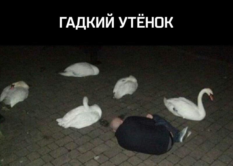 ГАДКИЙ УТЁНОК 20