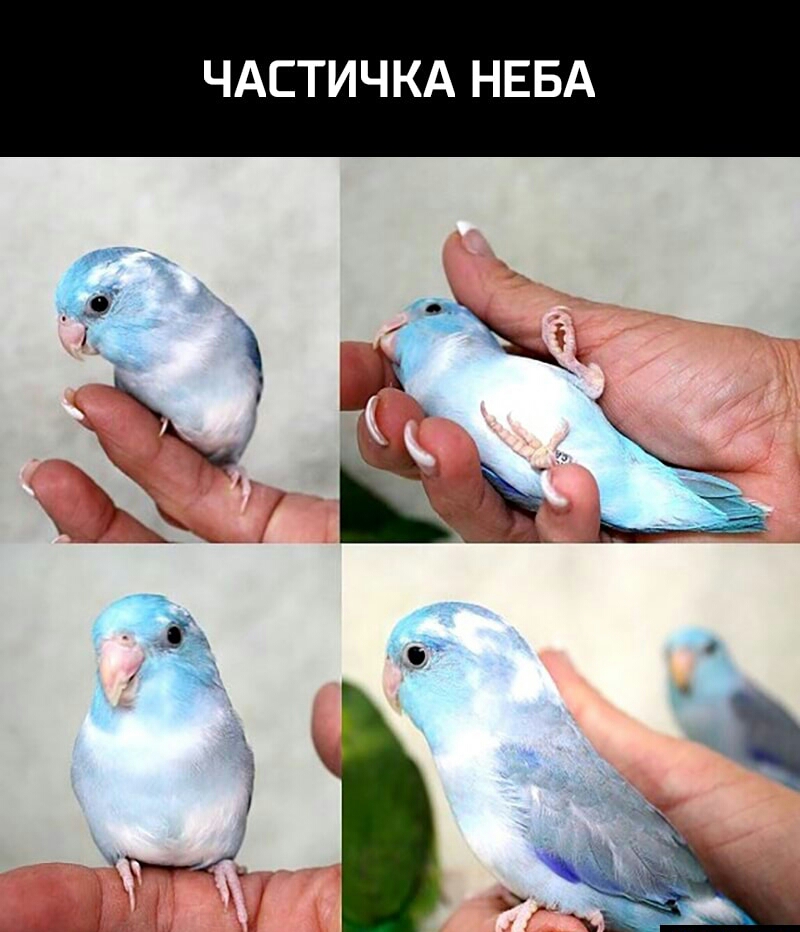 А В Е Н А к Ц И Т __ А Ц