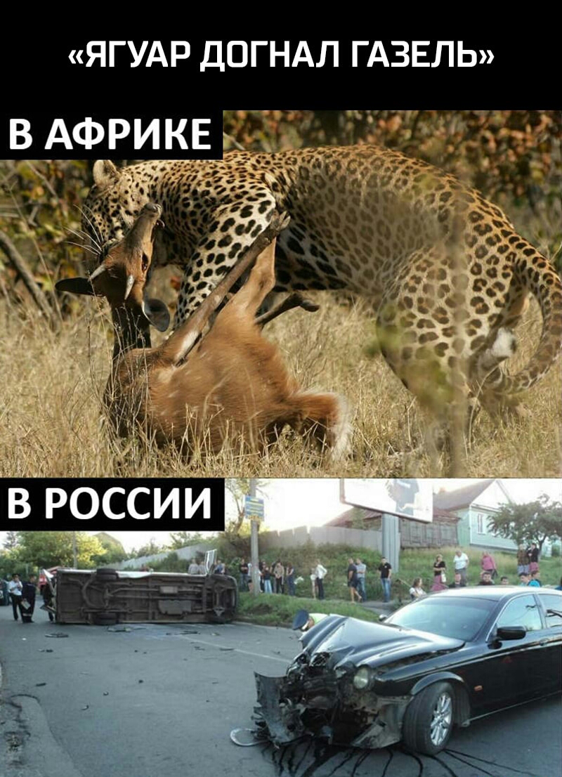 ЯГУАР ДОГНАЛ ГАЗЕЛЬ