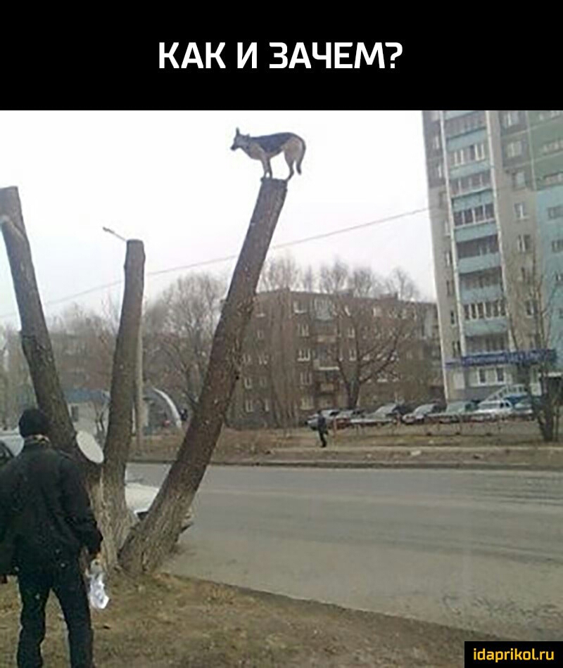 КАК И ЗАЧЕМ ійаргікщги
