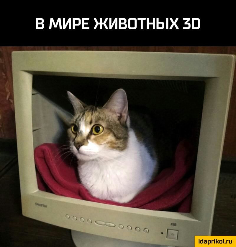 В МИРЕ ЖИВОТНЫХ ЗВ