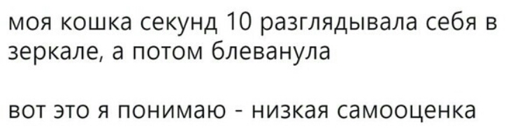 моя кошка секунд 10 разглядывала себя в зеркале а потом блеванула ВОТ ЭТО Я понимаю НИЗКдЯ СдМООЦЕНКд